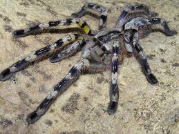 Juveniles