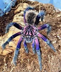 Amazon blue Bloom tarantulas