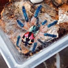 8th instar Typhocleanea seladonia