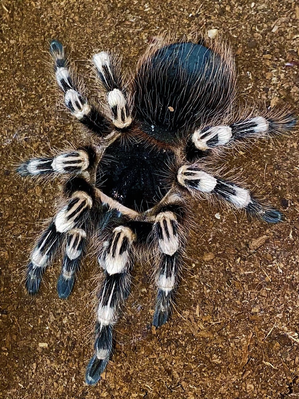 Brazilian White knee female 3”