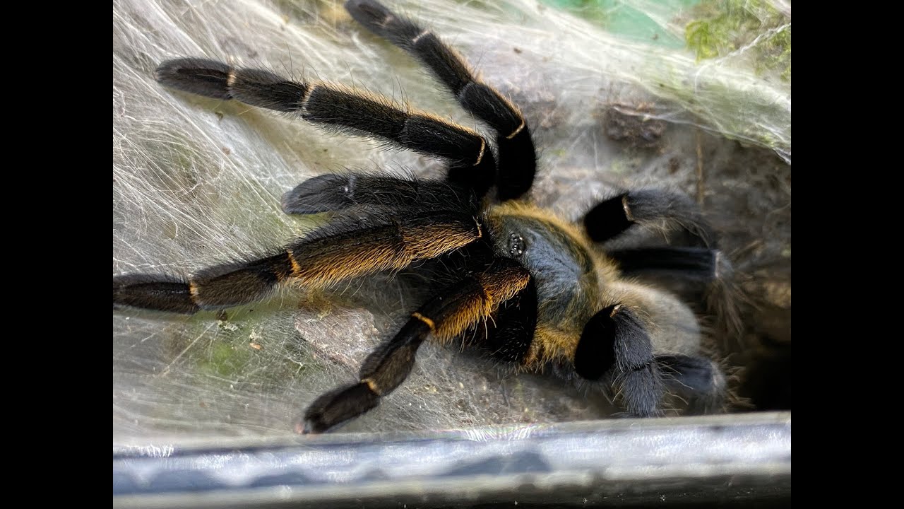 Thai golden Fringe Tarantula