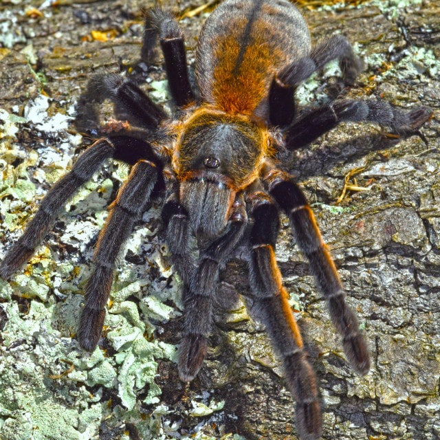 Thai golden Fringe Tarantula