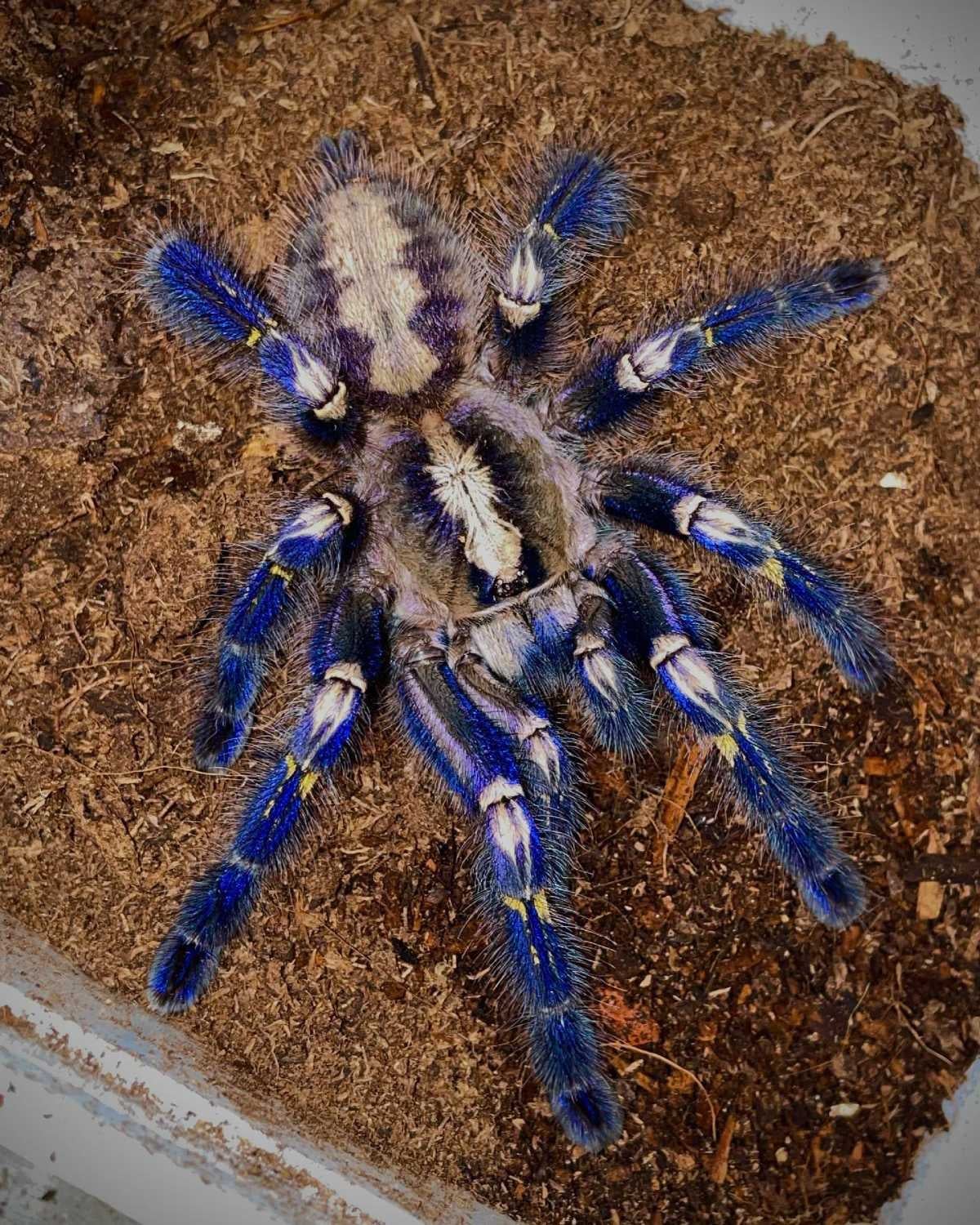 Gooty Mature females cb