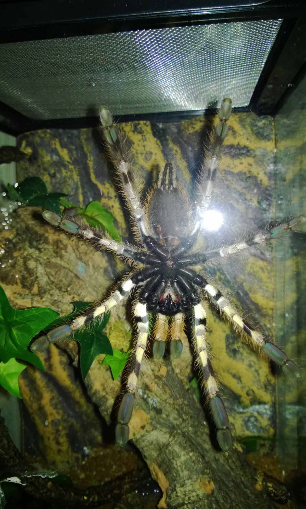 Ghost mature females