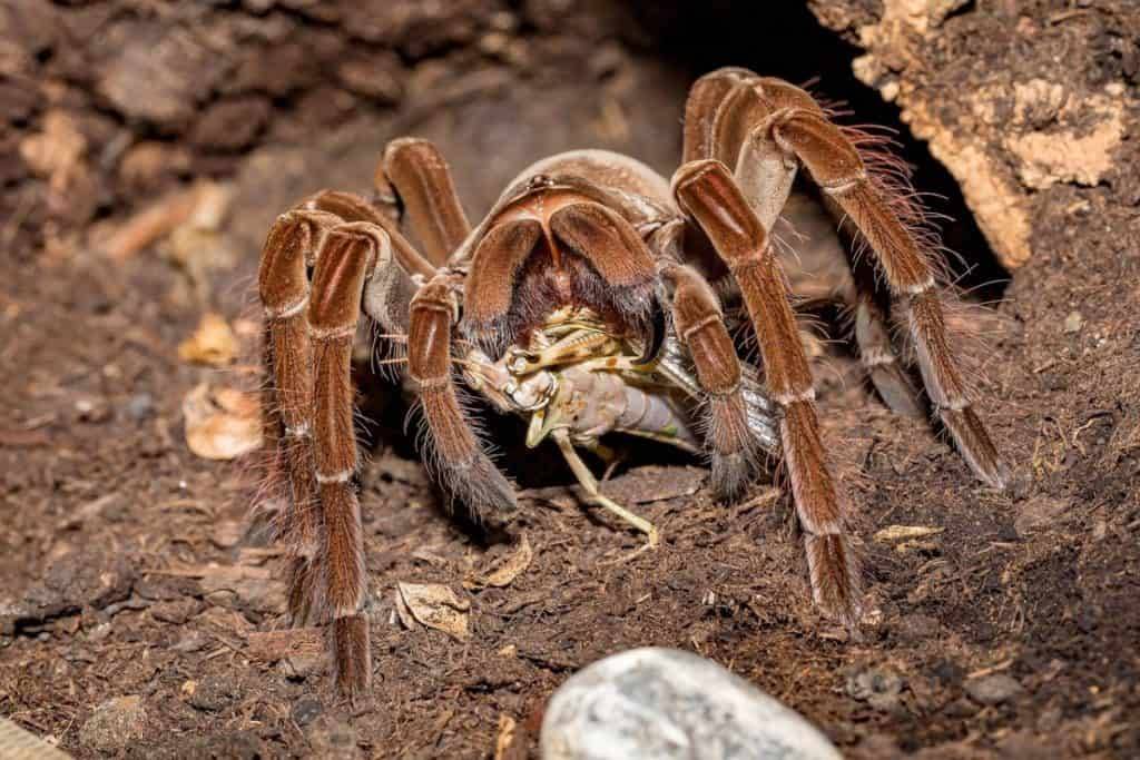 Theraphosa Stirmi Adult females cb