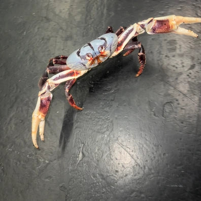 Giant Zombie Land Crabs.