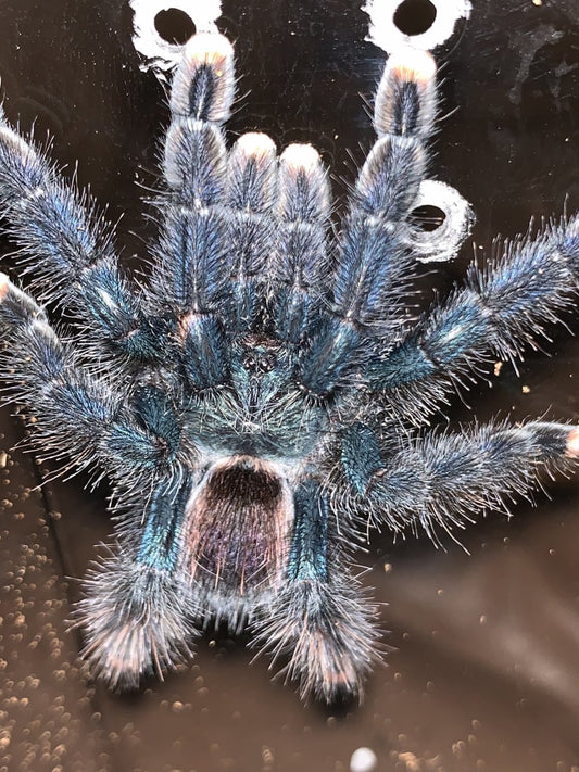 Avicularia Avicularia