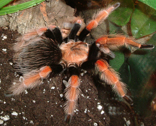 Brachypelma boehmei