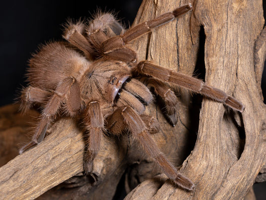 Chiliobrachys sp hau hini mature females