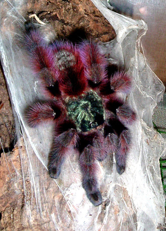 Antilles versicolor Mature female