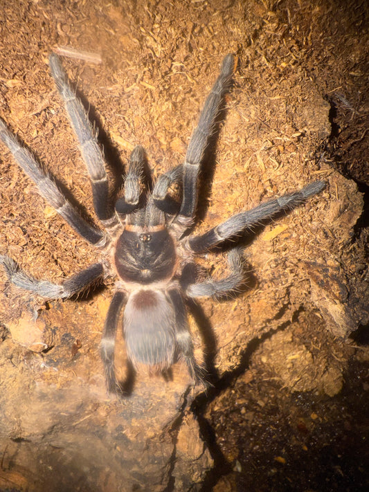 Aphonopelma burica  (Costa Rican blue front )unsexed 2”-3”