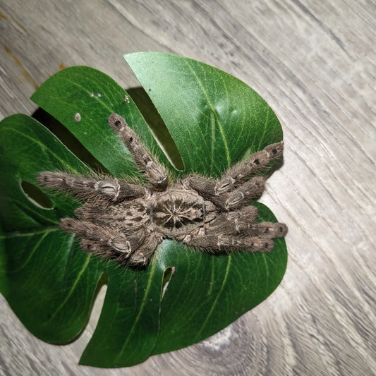 Female Heteroscodra maculata (Togo Starburst Baboon)