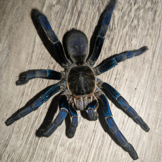 Female  Cobalt Blue Tarantula (Cyriopagopus lividus)