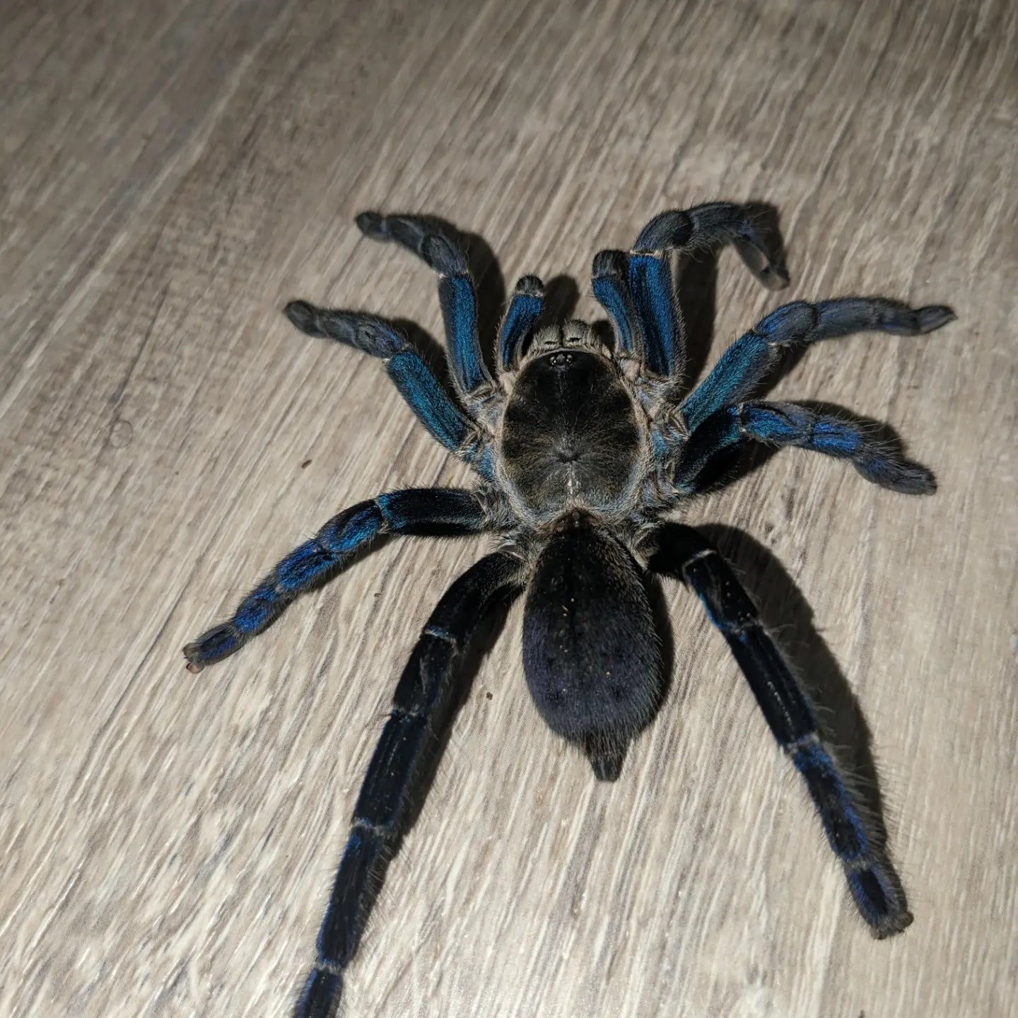 Female  Cobalt Blue Tarantula (Cyriopagopus lividus)