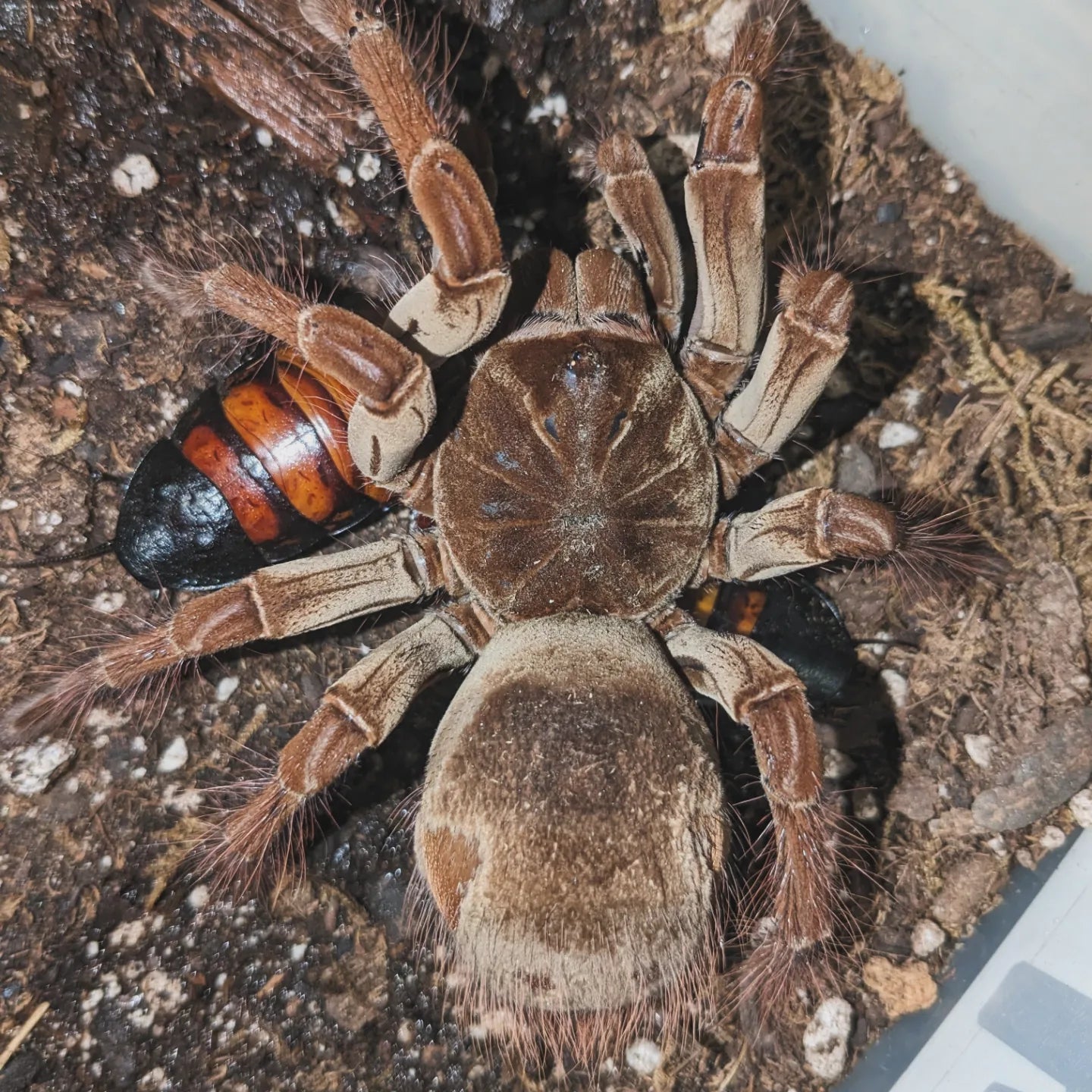 Unsexed Theraphosa stirmi (The Burgundy Goliath Birdeater)