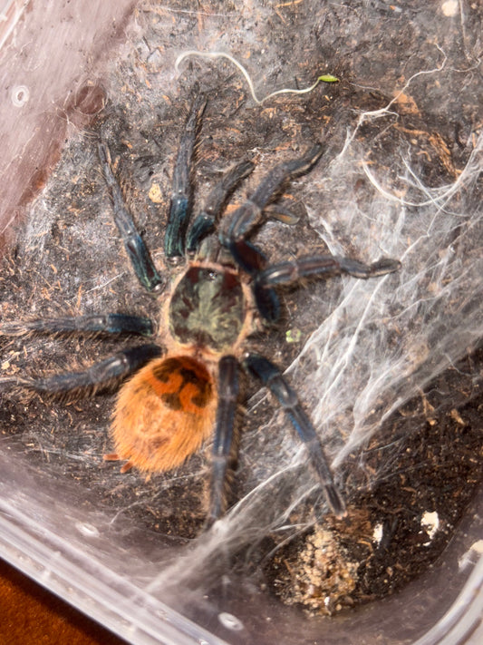 Chromatopelma cyaneopubescens  (Greenbottle blue tarantula)