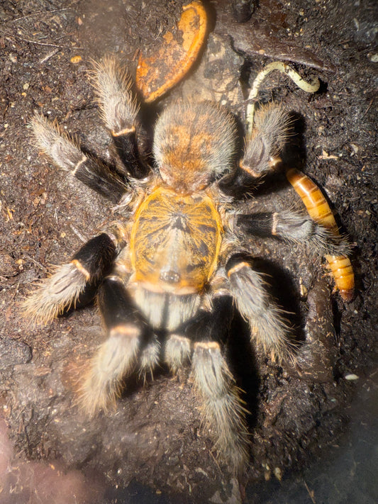 Ornithoctonus (Ornithoctoninae) sp. “Ho Chi Minh”( Vietnamese Gold Earth Tiger )2”-3”