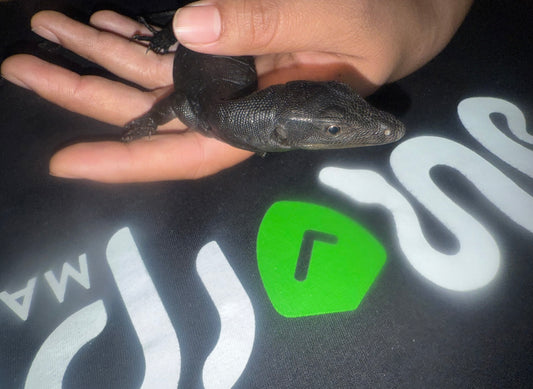 Black Dragons (Varanus salvator (Melanistic “Black Dragon” Morph)