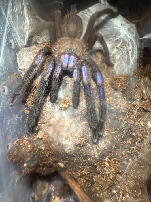 Chilobrachys natanicharum( Electric Blue Earth Tiger )2”-3”