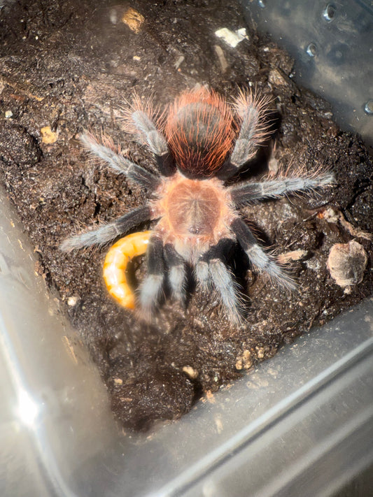 Tliltocatl kahlenbergi( Veracruz Red Rump Tarantula )Female