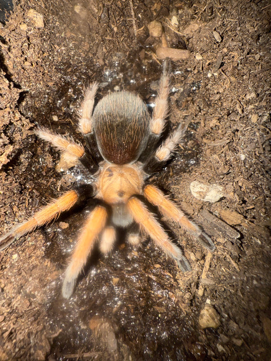 Aphonopelma bicoloratum(Mexican Blood Leg tarantula)Females
