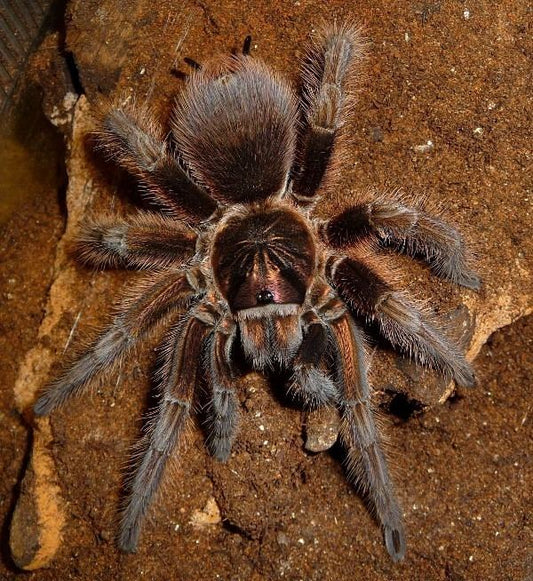 Phormictopus cancerides (Haitian Brown) 3”-4”