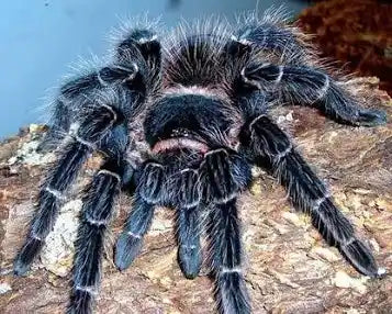 Lasiodora parahybana (Brazilian salmon pink bird-eating tarantula)Mature Females