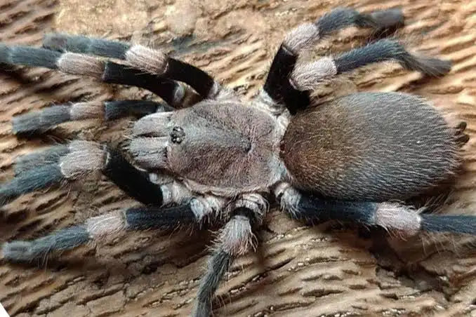Haplocosmia himalayana(Himalayan Earth Tiger tarantula)Female