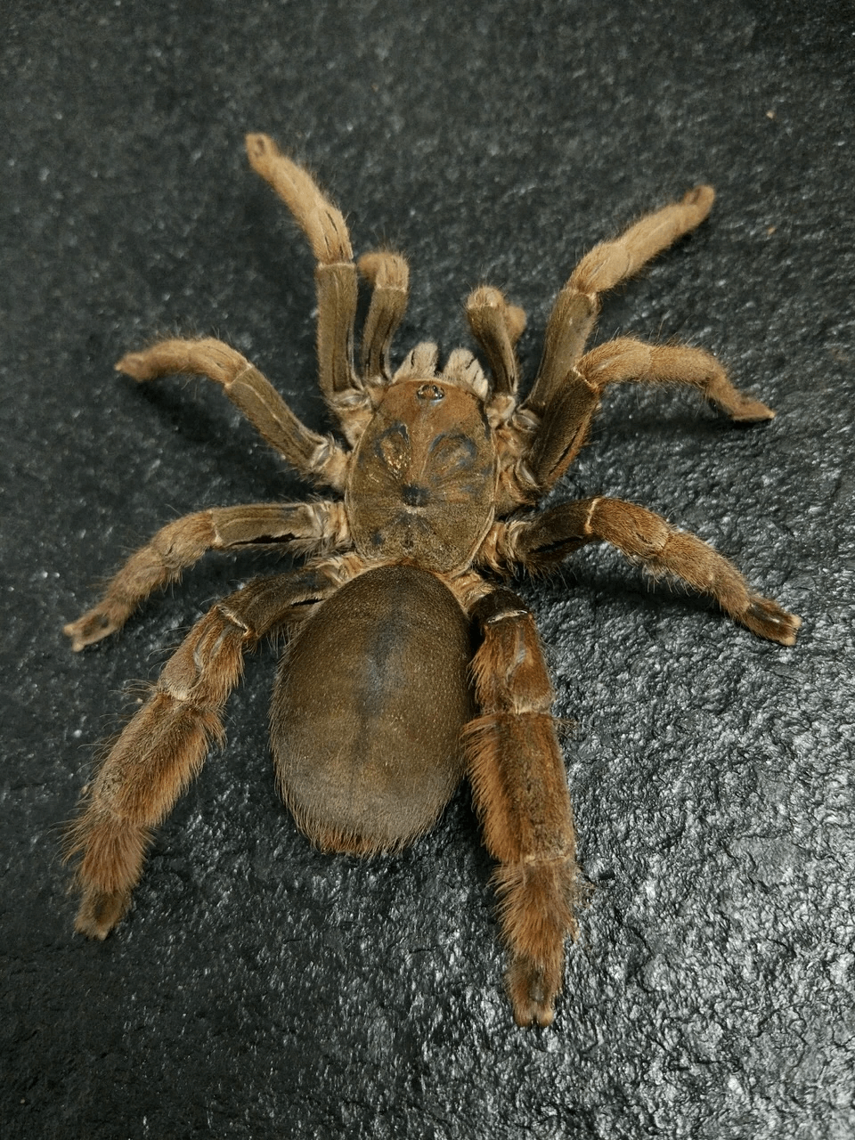Citharognathus tongmianensis(Lichen Green Earth Tiger Aka :  Vendula Earth Tiger 1”-2”