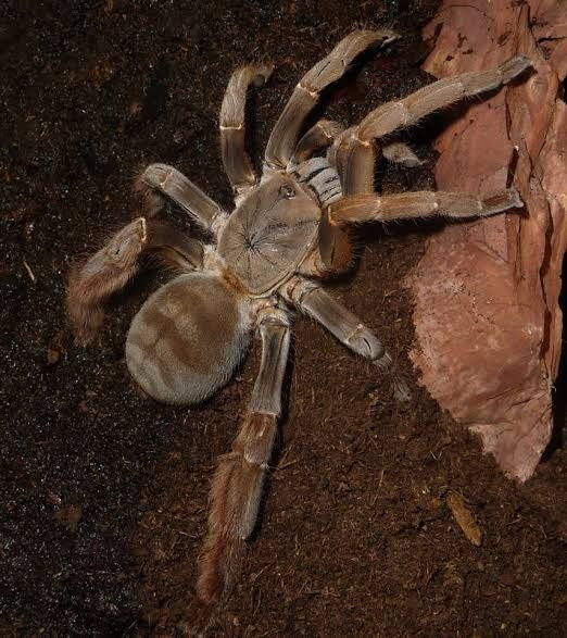 Citharognathus tongmianensis(Lichen Green Earth Tiger Aka :  Vendula Earth Tiger 1”-2”