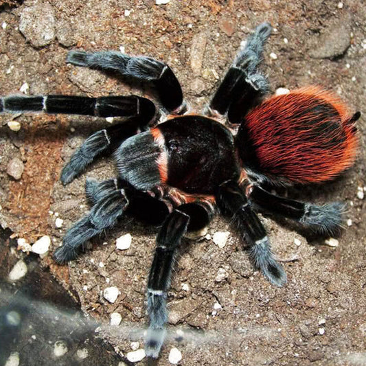 Tliltocatl vagans(Mexican Red Rump tarantula)Female