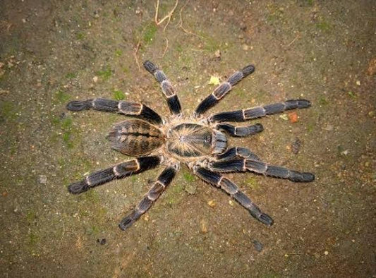 Ornithoctoninae sp. "Veronica" Dwarf (Veronica Earth Tiger)Females