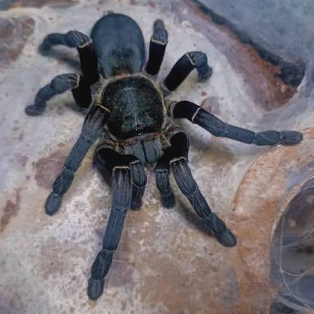 Ornithoctonus sp. "Uthai Thani(Dancing Earth Tiger)Females