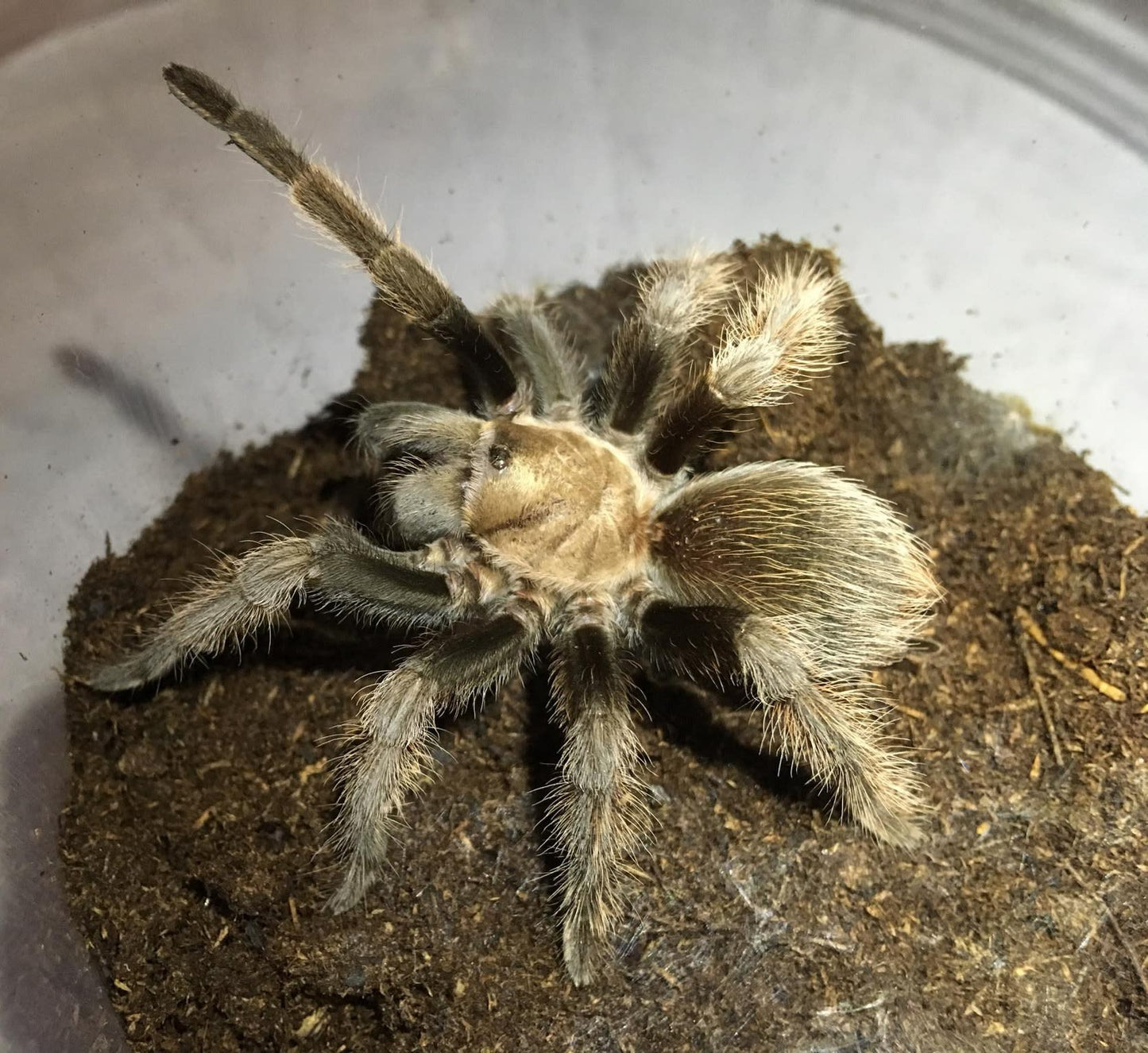 Aphonopelma eutylenum(California Ebony Tarantula)Female