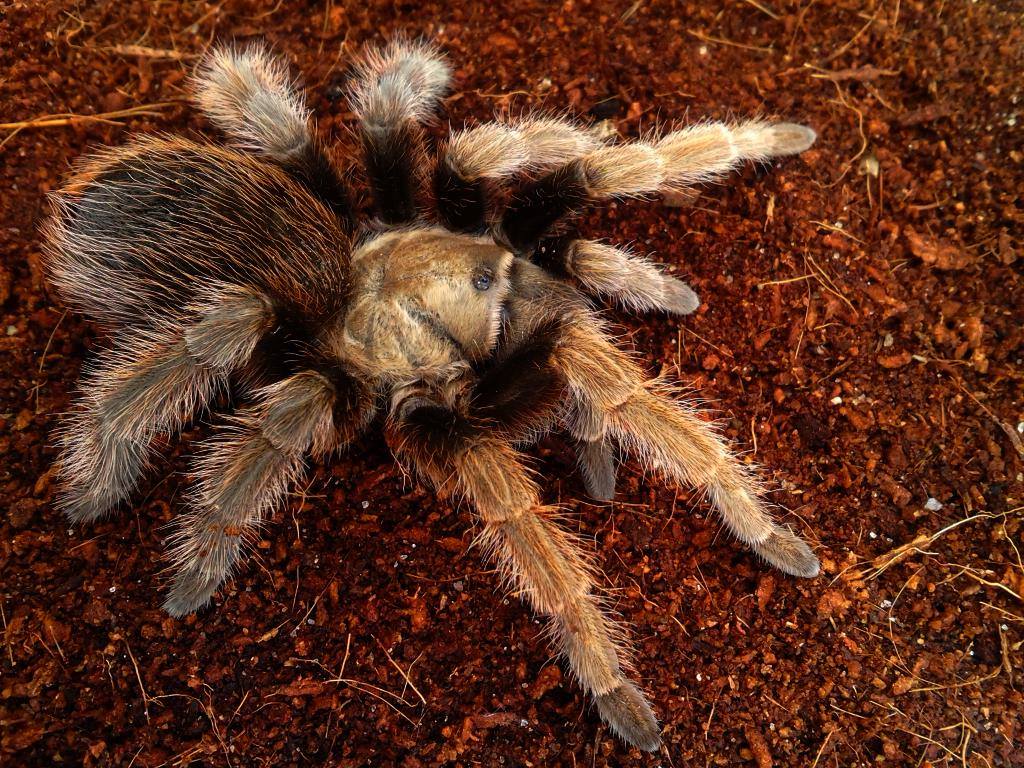 Aphonopelma eutylenum(California Ebony Tarantula)Female