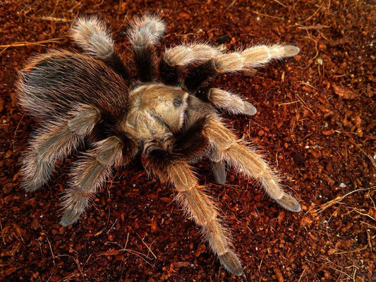 Aphonopelma eutylenum(California Ebony Tarantula)Female