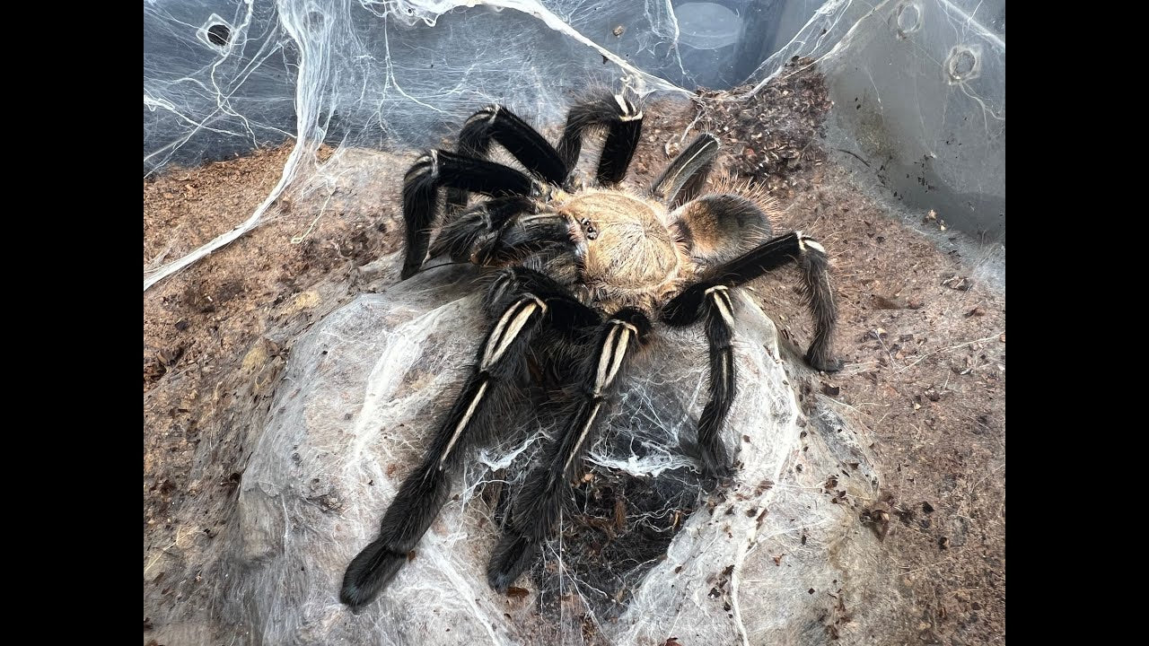 Ephebopus murinus(Skeleton Tarantula)Mature Females