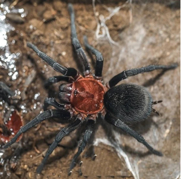 Bumba horrida(Brazilian Redhead Tarantula)Female