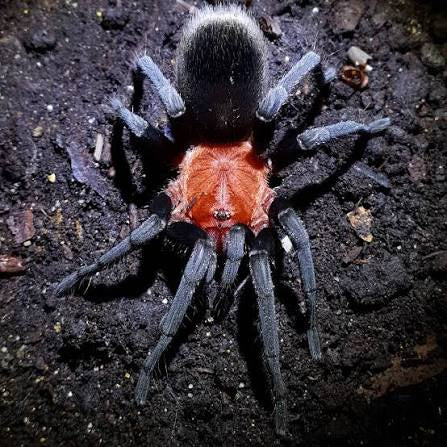 Bumba horrida(Brazilian Redhead Tarantula)Female