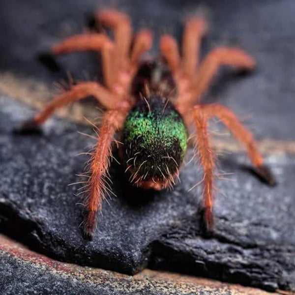 Ephebopus uatuman(Emerald Skeleton Tarantula)Females