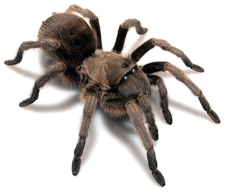 Aphonopelma gabeli(Chiricahuan Gray or Carlsbad Green tarantula) Females