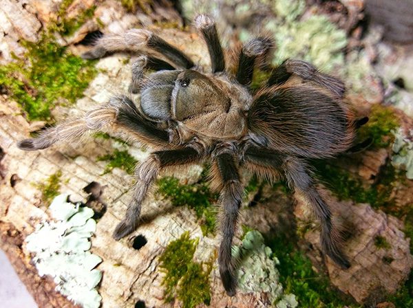 Aphonopelma gabeli(Chiricahuan Gray or Carlsbad Green tarantula) Females