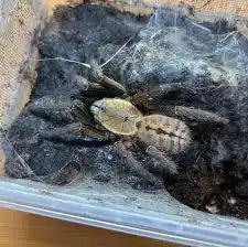 Ornithoctoninae sp. “Nhen Dep”  Mature Females