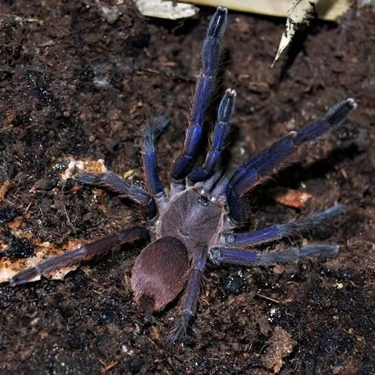 The Vietnam Blue Tarantula (Chilobrachys dyscolus)Mature Females
