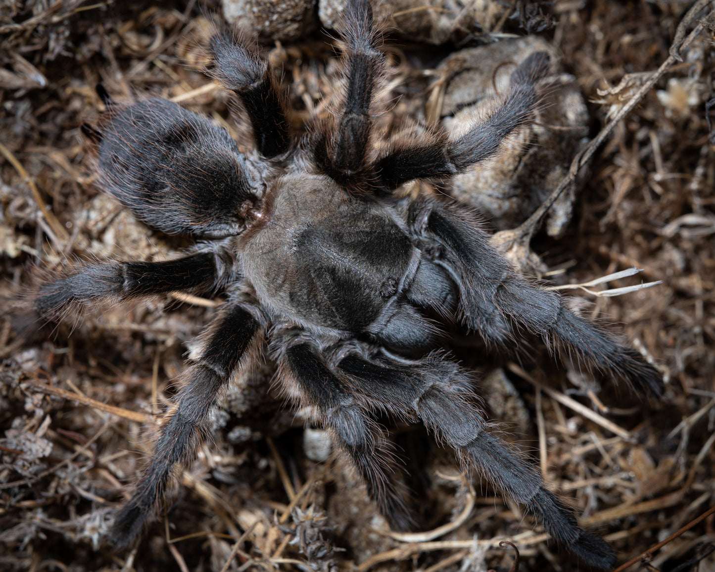 Aphonopelma steindachneri(Steindachner’s Ebony Tarantula)