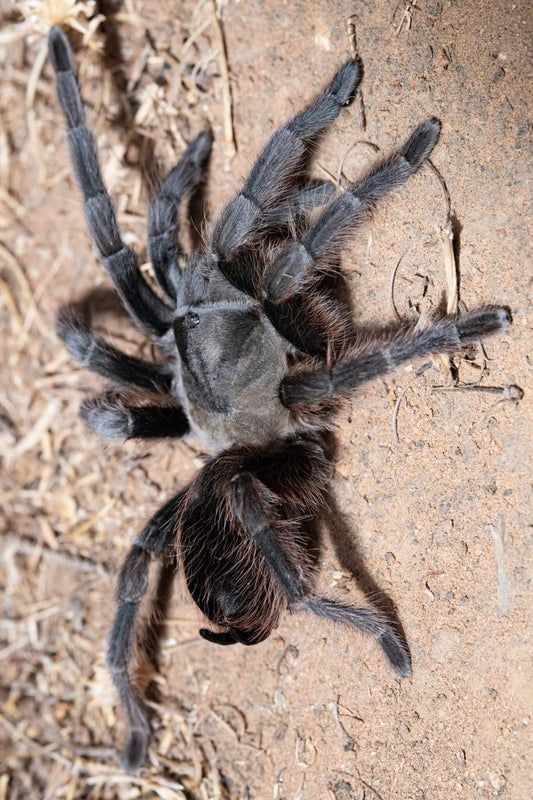 Aphonopelma steindachneri(Steindachner’s Ebony Tarantula)