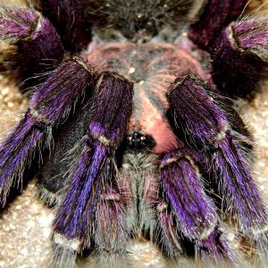 Pamphobeteus sp. “South Ecuador” (Type II)(Ecuadorian Golden Flame Birdeater)unsexed 3”-4”