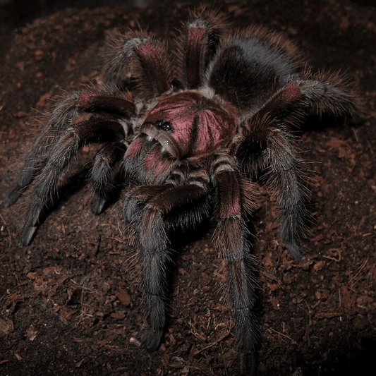 Phormictopus atrichomatus( Red Island Birdeater for Sale)2”-3” unsexed