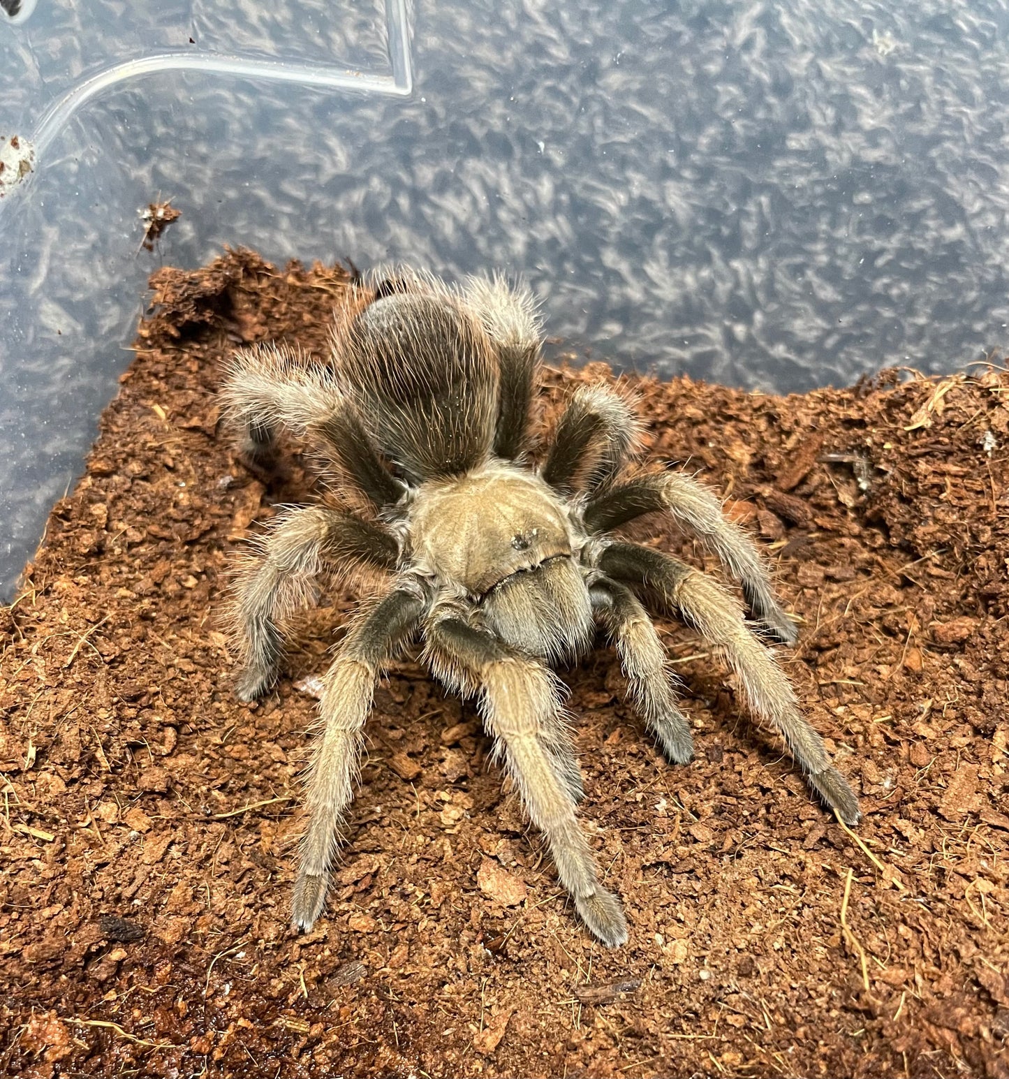 Aphonopelma johnnycashi( Johnny Cash Tarantula )Females