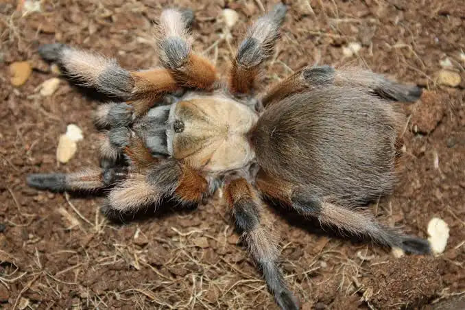 Aphonopelma moderatum(Rio Grande Gold Tarantula )Female